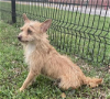 adoptable Dog in cranston, RI named Kiki in TX