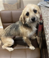 adoptable Dog in cranston, RI named Emerly in RI