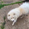 adoptable Dog in , RI named Ghost in TX