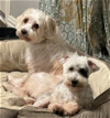 adoptable Dog in , RI named Ellie and Carl in TX
