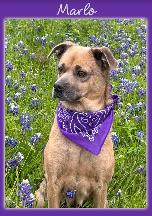 adoptable Dog in Cranston, RI named Marlo in TX