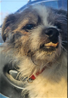 adoptable Dog in  named Lemony Snicket in TX