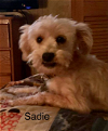 adoptable Dog in cranston, RI named Sadie in LA