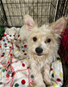 adoptable Dog in , RI named Wilson in TX