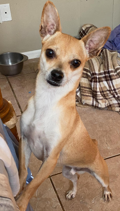 adoptable Dog in Cranston, RI named Gizmo in TX
