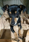 adoptable Dog in cranston, RI named Shakira in TX