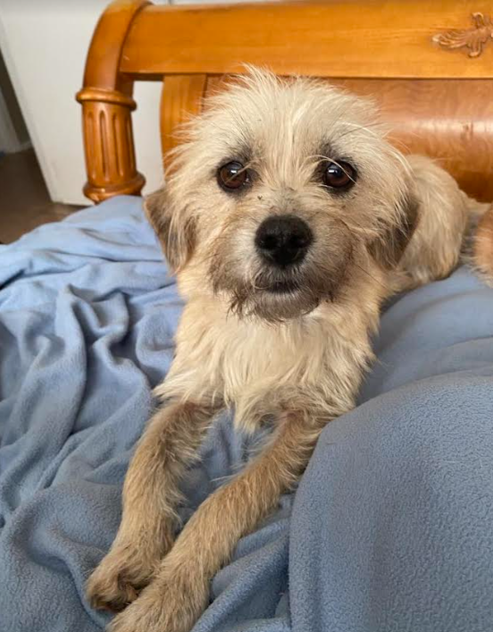 adoptable Dog in Cranston, RI named Frida in TX