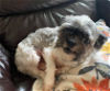 adoptable Dog in cranston, RI named Estella in TX