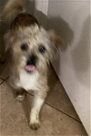 adoptable Dog in , RI named Travis in TX