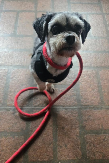 Bella in RI Image