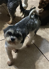 adoptable Dog in , RI named Bella in TX