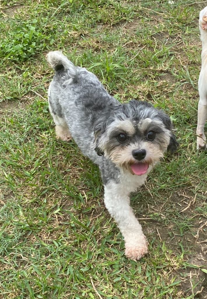 adoptable Dog in Cranston, RI named Bella in TX