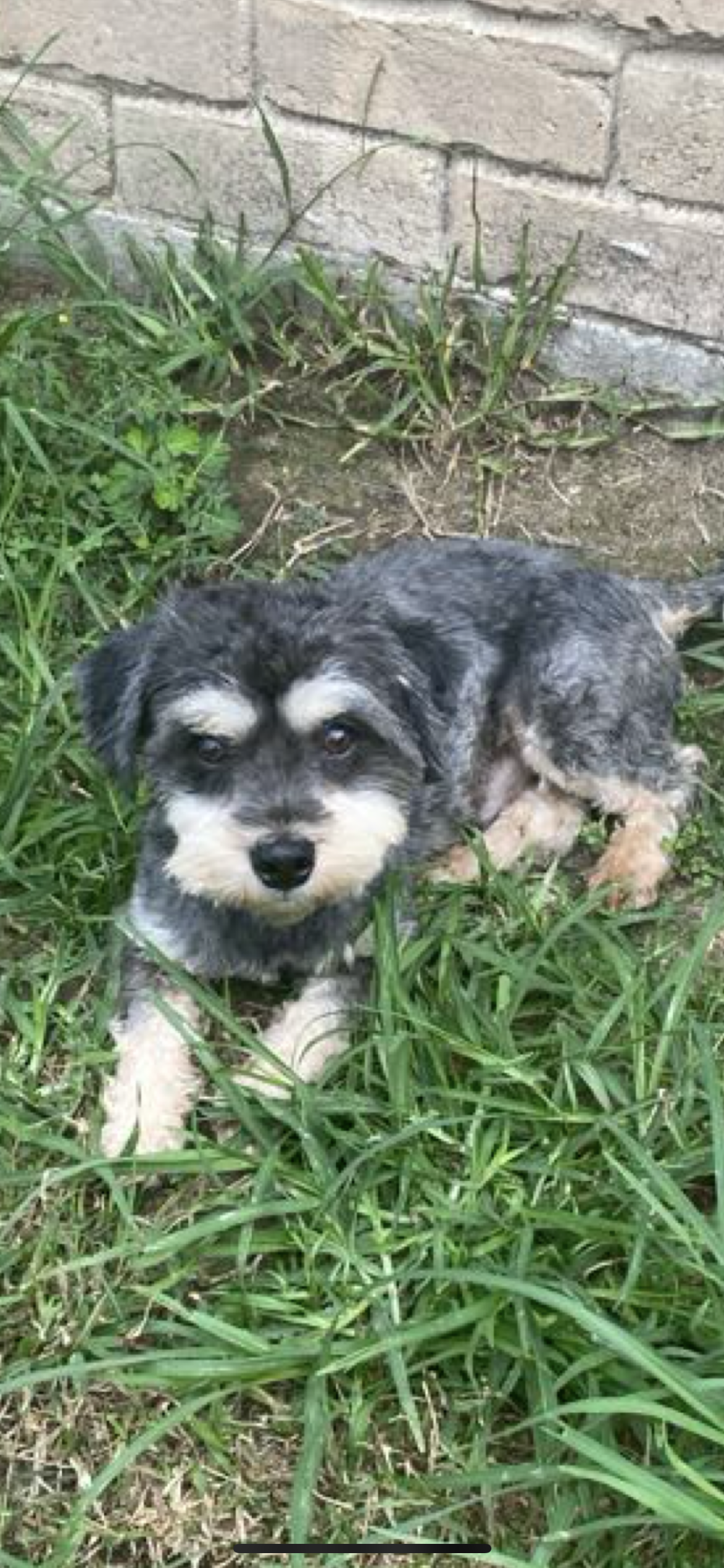 adoptable Dog in Cranston, RI named Jake in TX
