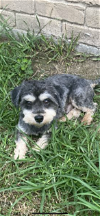adoptable Dog in cranston, RI named Jake in TX