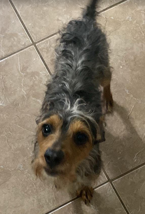 adoptable Dog in Cranston, RI named Stewart in TX