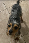 adoptable Dog in  named Stewart in TX
