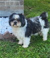 adoptable Dog in cranston, RI named Koki in TX