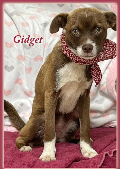 adoptable Dog in Cranston, RI named Gidget in TX