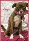 adoptable Dog in  named Gidget in TX