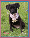 adoptable Dog in , RI named Liza in TX