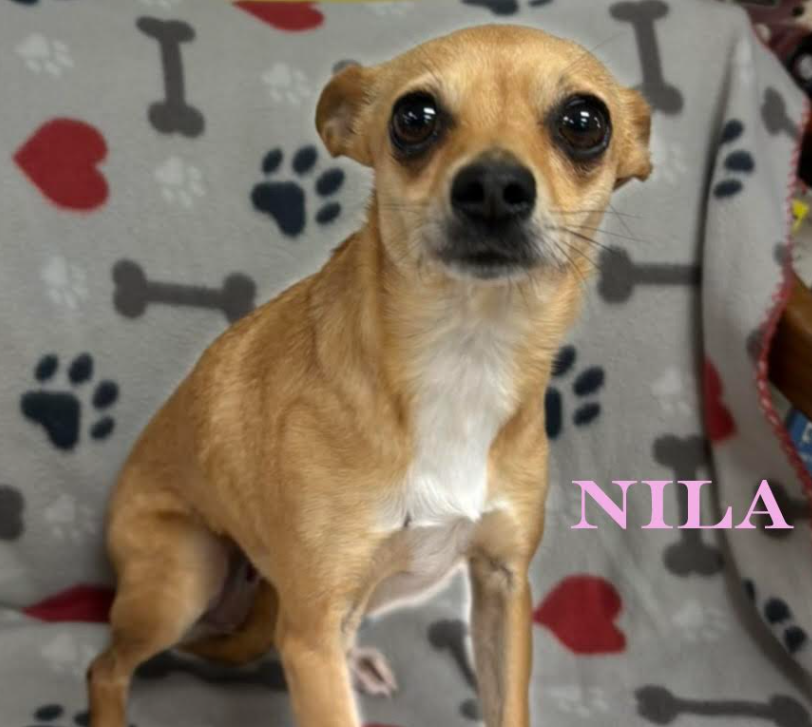 adoptable Dog in Cranston, RI named Nila in TX