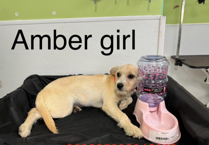 adoptable Dog in Cranston, RI named Amber in TX