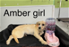 adoptable Dog in , RI named Amber in TX