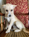 adoptable Dog in , RI named Amber in TX