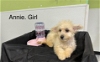 adoptable Dog in , RI named Annie in TX