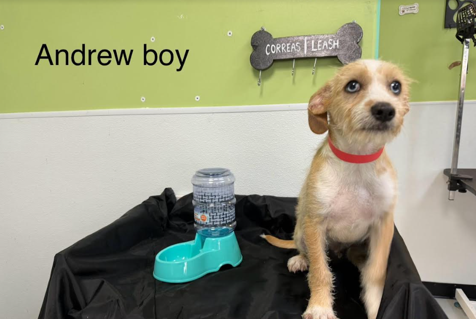 adoptable Dog in Cranston, RI named Andrew in TX