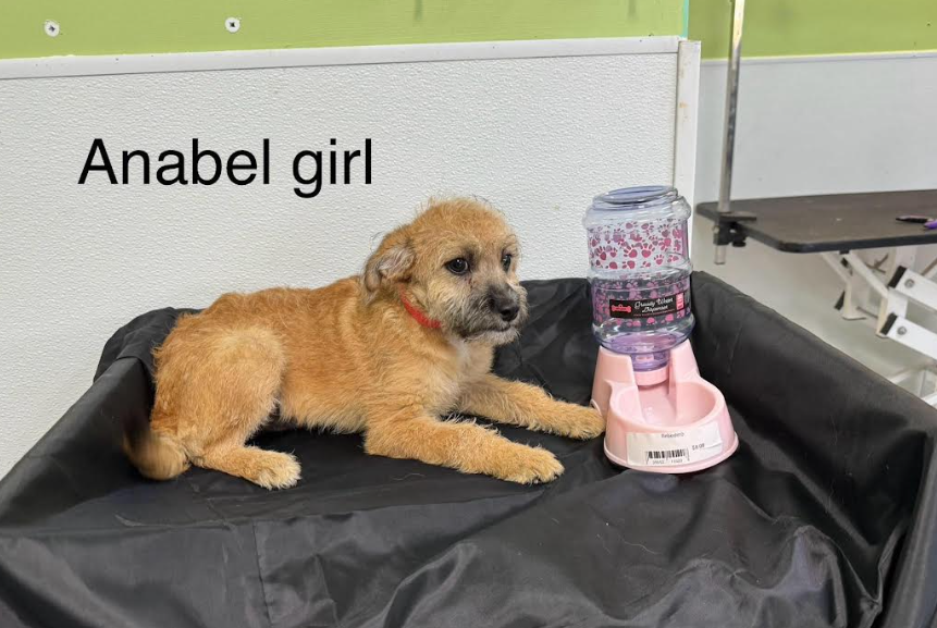 adoptable Dog in Cranston, RI named Anabel in TX
