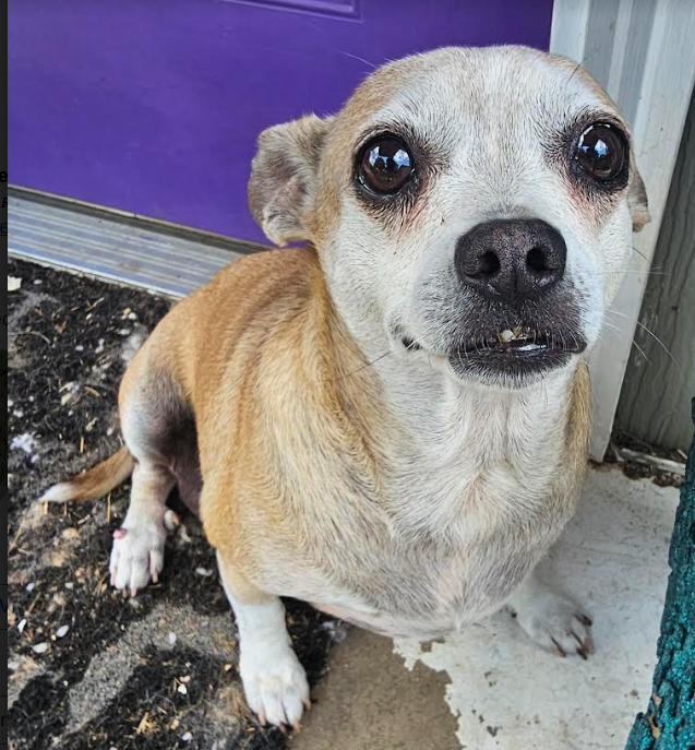 adoptable Dog in Cranston, RI named Chunk in TX