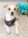 adoptable Dog in , RI named Milo in TX