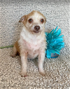 adoptable Dog in  named Pachulin in TX