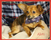adoptable Dog in , RI named Alvin in TX
