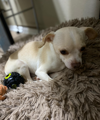 adoptable Dog in , RI named Dobby in TX