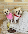 adoptable Dog in , RI named Prince and Princess in TX