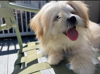 adoptable Dog in , RI named Billie Eyeless in TN