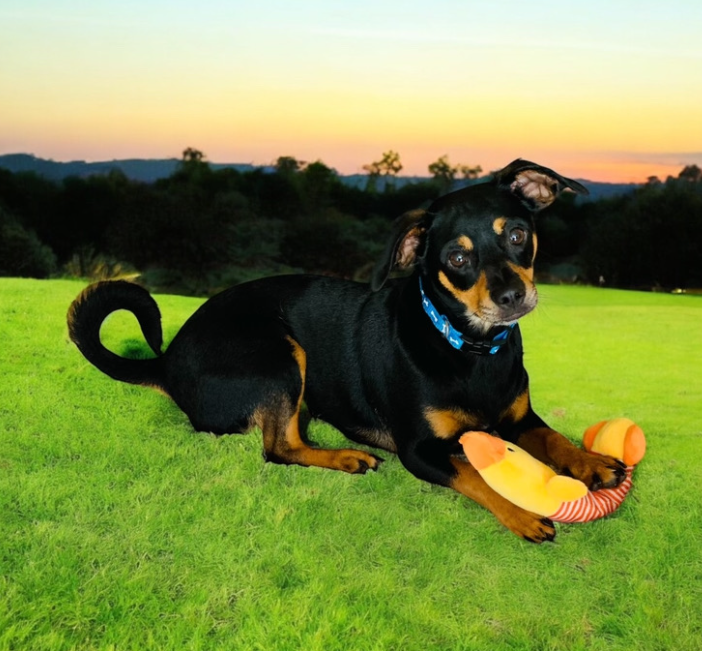 adoptable Dog in Cranston, RI named Beau in TX