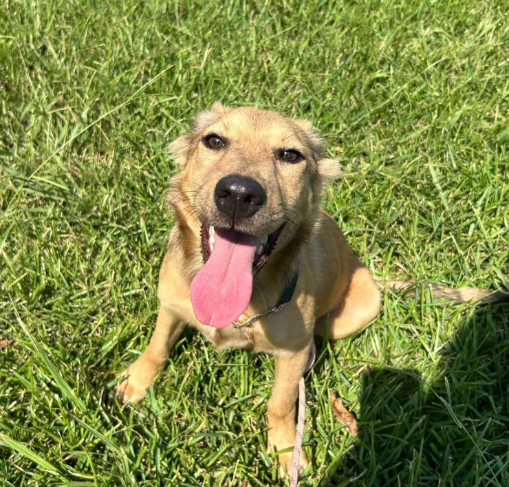 adoptable Dog in Cranston, RI named Roo in LA