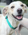 adoptable Dog in , RI named Riley in RI