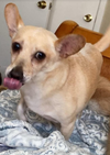 adoptable Dog in , RI named Richie in TX