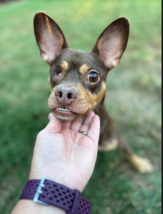 adoptable Dog in Cranston, RI named Popeye in TX