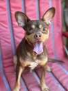 adoptable Dog in , RI named Popeye in TX