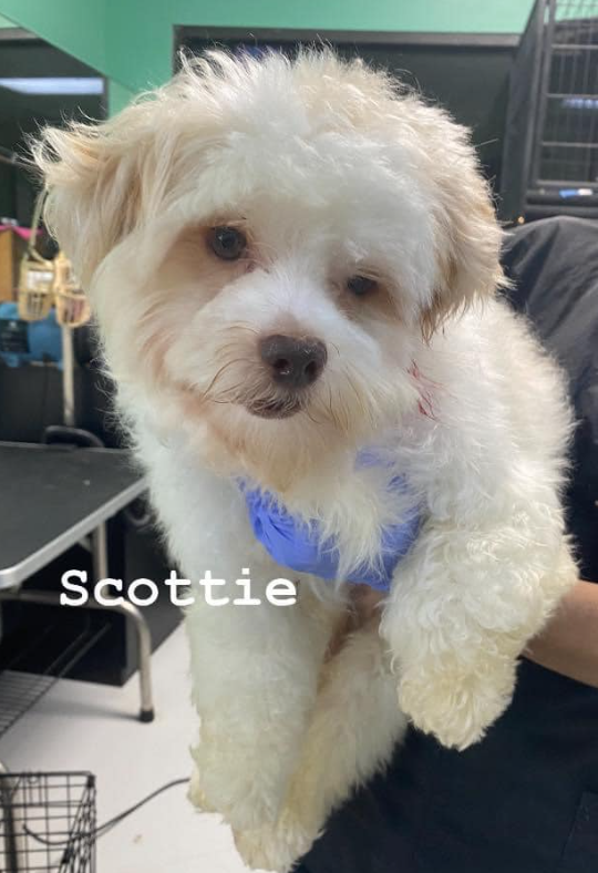 adoptable Dog in Cranston, RI named Scottie in TX