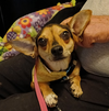 adoptable Dog in , RI named Toby in RI