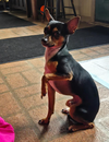adoptable Dog in , RI named TT and Minnie in RI