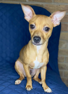 adoptable Dog in , RI named Benji in TX