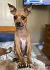 adoptable Dog in , RI named Benji in TX