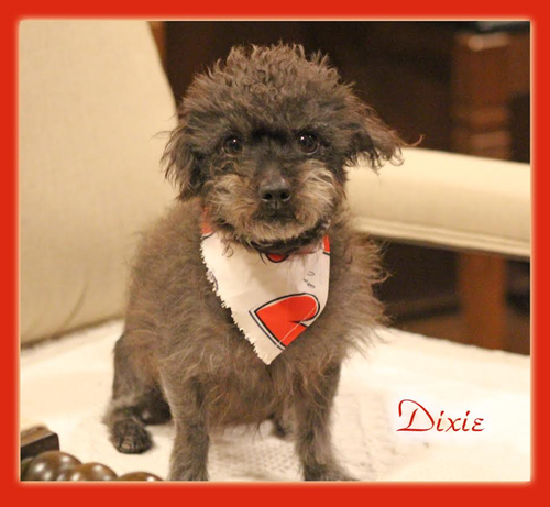 picture of the dog needing adoption